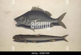 Image result for Haemulon album