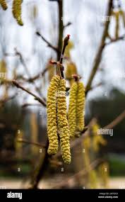 Attēlu rezultāti vaicājumam “Corylus avellana female flower”