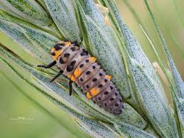 Attēlu rezultāti vaicājumam “Coccinella septempunctata larva”