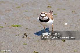Attēlu rezultāti vaicājumam “Charadrius dubius”