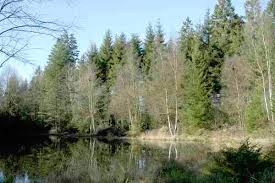 Attēlu rezultāti vaicājumam “Hypenodes humidalis”