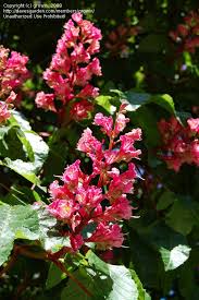 Attēlu rezultāti vaicājumam “Aesculus x hybrida”