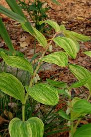 Attēlu rezultāti vaicājumam “Polygonatum odoratum flower”