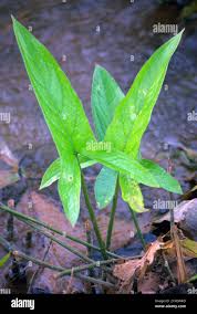 Attēlu rezultāti vaicājumam “Alismataceae”