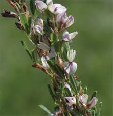 Attēlu rezultāti vaicājumam “Enteridium liceoides sessile”