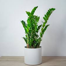 Image result for zamiokulkas