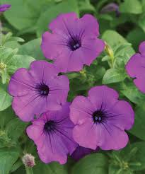 Image result for Petunia hybrida