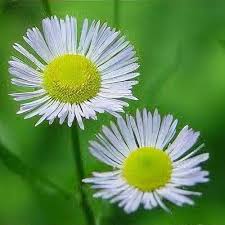 Attēlu rezultāti vaicājumam “Erigeron annuus flower”