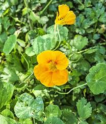 Attēlu rezultāti vaicājumam “Tropaeolum majus leaf”
