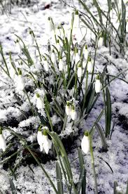 Attēlu rezultāti vaicājumam “Galanthus nivalis”