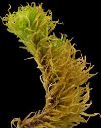 Attēlu rezultāti vaicājumam “Tortella inclinata”