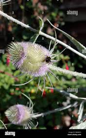 Attēlu rezultāti vaicājumam “Dipsacus fullonum flower”