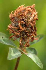 Attēlu rezultāti vaicājumam “Trifolium montanum fruit”