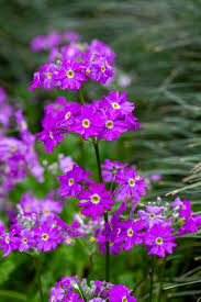 Image result for Primula malacoides