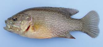 Image result for Lepomis cyanellus