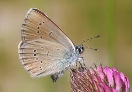 Attēlu rezultāti vaicājumam “Cyaniris semiargus”