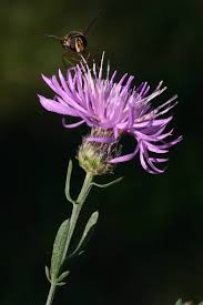 Attēlu rezultāti vaicājumam “Centaurea stoebe”