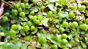 Attēlu rezultāti vaicājumam “Reboulia hemisphaerica”