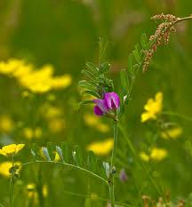 Attēlu rezultāti vaicājumam “Vicia sativa”