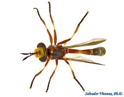 Attēlu rezultāti vaicājumam “Conopidae”