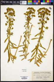 Attēlu rezultāti vaicājumam “Euphorbia virgata”