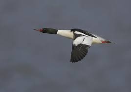 Attēlu rezultāti vaicājumam “Mergus merganser male”