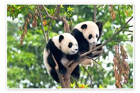 Résultat de recherche d'images pour "pandas"