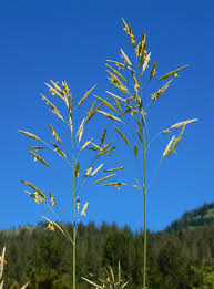 Attēlu rezultāti vaicājumam “Bromopsis inermis fruit”