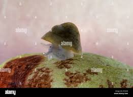 Attēlu rezultāti vaicājumam “Ancylus fluviatilis”