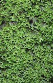 Attēlu rezultāti vaicājumam “Pellia endiviifolia”