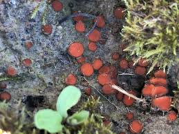 Attēlu rezultāti vaicājumam “Scutellinia scutellata”