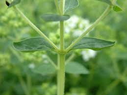 Attēlu rezultāti vaicājumam “Origanum vulgare leaf”