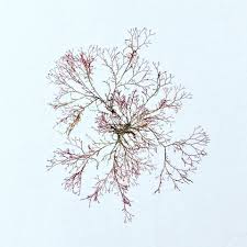 Attēlu rezultāti vaicājumam “Ceramium sp.”