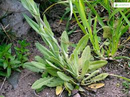 Attēlu rezultāti vaicājumam “Arabis glabra leaf”