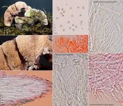 Attēlu rezultāti vaicājumam “Steccherinum bourdotii”