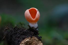 Attēlu rezultāti vaicājumam “Sarcoscypha austriaca var. lutea”