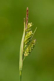 Attēlu rezultāti vaicājumam “Carex pallescens”