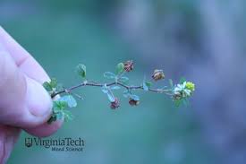 Attēlu rezultāti vaicājumam “Trifolium medium bud”