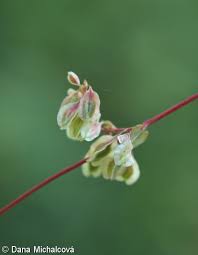 Attēlu rezultāti vaicājumam “Fallopia dumetorum fruit”