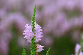 Attēlu rezultāti vaicājumam “Labiatae”