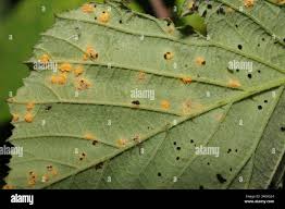 Attēlu rezultāti vaicājumam “Phragmidium sp.”