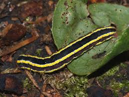 Attēlu rezultāti vaicājumam “Ceramica pisi”