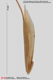 Attēlu rezultāti vaicājumam “Bromus hordeaceus subsp. hordaceus fruit”