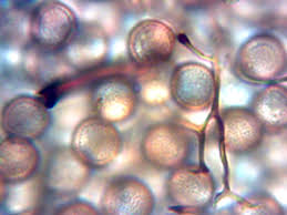 Attēlu rezultāti vaicājumam “Stemonitis foliicola plasmodium”