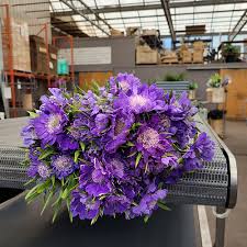 Image result for Scabiosa col.`Butterfly Blue`