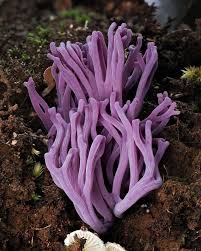 Attēlu rezultāti vaicājumam “Ramariopsis pulchella”