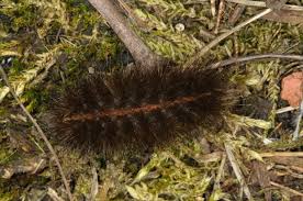 Attēlu rezultāti vaicājumam “Spilosoma lubricipeda”