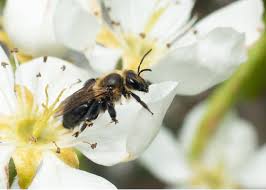 Attēlu rezultāti vaicājumam “Andrena”