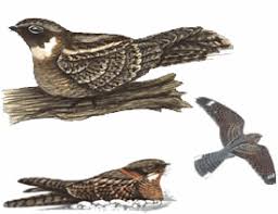 Image result for Caprimulgus ruficollis