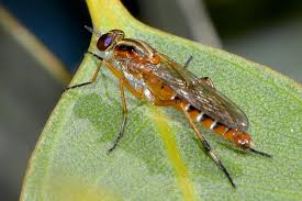 Attēlu rezultāti vaicājumam “Therevidae larva”